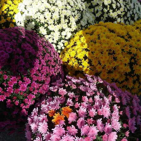 A L'ancien Moulin * Lampertheim